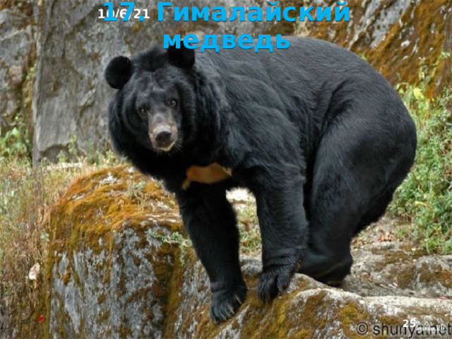 10/6/21 16. «Бамбуковый медведь»  