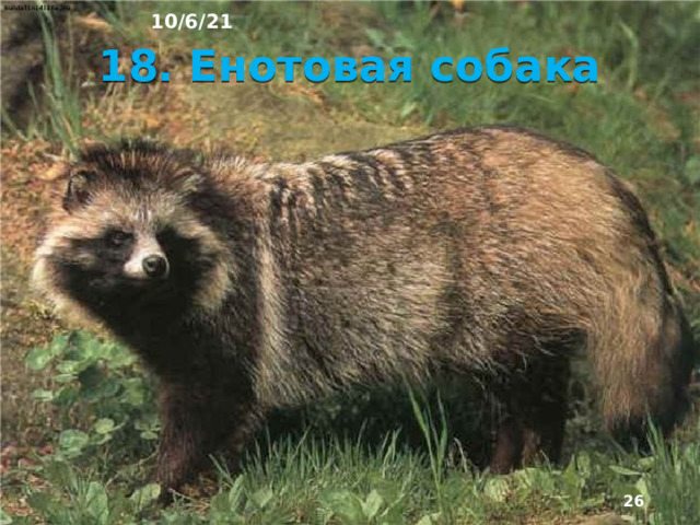 17. Гималайский медведь 10/6/21  