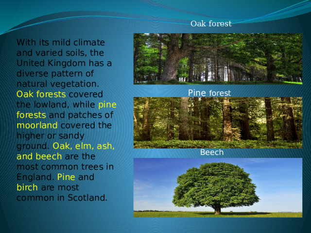 Beech Oak forest With its mild climate and varied soils, the United Kingdom has a diverse pattern of natural vegetation. Oak forests covered the lowland, while pine forests and patches of moorland covered the higher or sandy ground. Oak, elm, ash, and beech are the most common trees in England. Pine and birch are most common in Scotland. Pine forest 