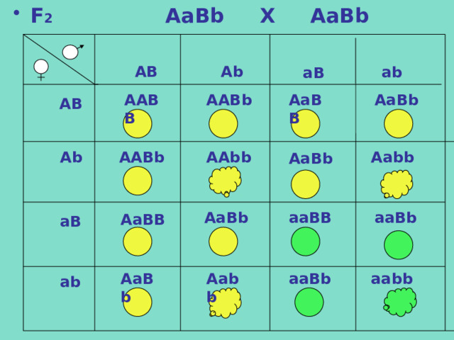 F 2 АаВb X AaBb Ab AB ab aB AABB AABb AaBb AaBB AB AAbb Ab Aabb AABb AaBb AaBb aaBB aaBb AaBB aB Aabb AaBb aaBb aabb ab 