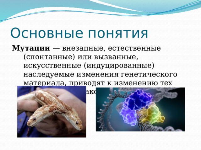 Основные понятия Мутации  — внезапные, естественные (спонтанные) или вызванные, искусственные (индуцированные) наследуемые изменения генетического материала, приводят к изменению тех или иных признаков организма. 