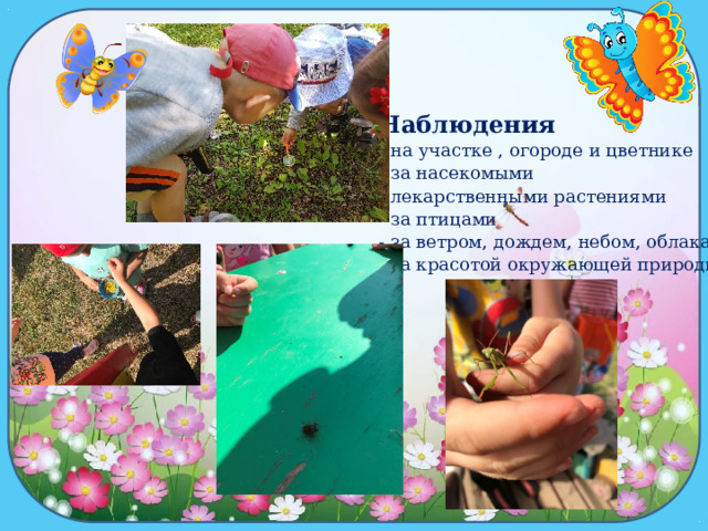 ллл Наблюдения - на участке , огороде и цветнике - за насекомыми - лекарственными растениями - за птицами - за ветром, дождем, небом, облаками - за красотой окружающей природы 
