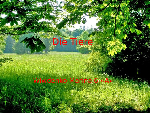 Die Tiere Wiwdenko Marina 6 «А» 