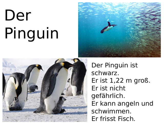 Der Pinguin Der Pinguin ist schwarz. Er ist 1,22 m groß. Er ist nicht gefährlich. Er kann angeln und schwimmen. Er frisst Fisch. 