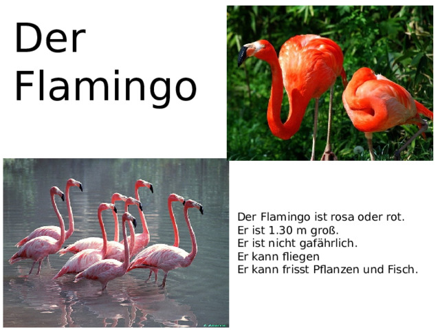 Der Flamingo Der Flamingo ist rosa oder rot. Er ist 1.30 m groß. Er ist nicht gafährlich. Er kann fliegen Er kann frisst Pflanzen und Fisch. 