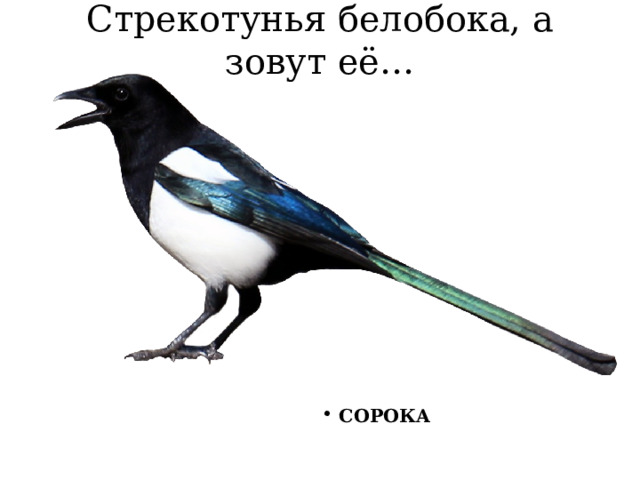 Стрекотунья белобока, а зовут её…     СОРОКА       