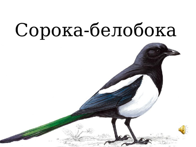 Сорока-белобока  