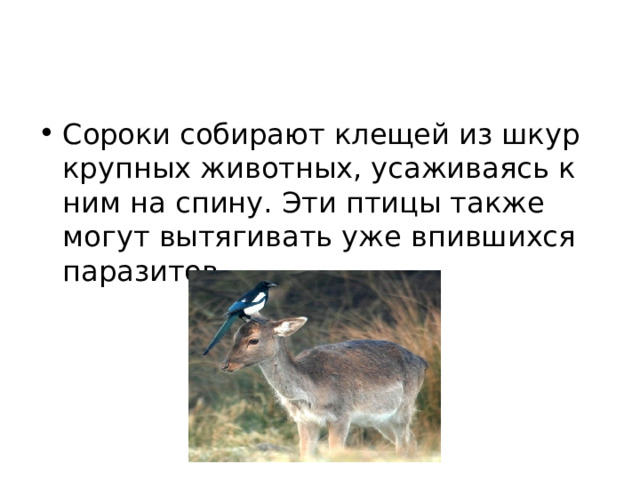 Сороки собирают клещей из шкур крупных животных, усаживаясь к ним на спину. Эти птицы также могут вытягивать уже впившихся паразитов. 