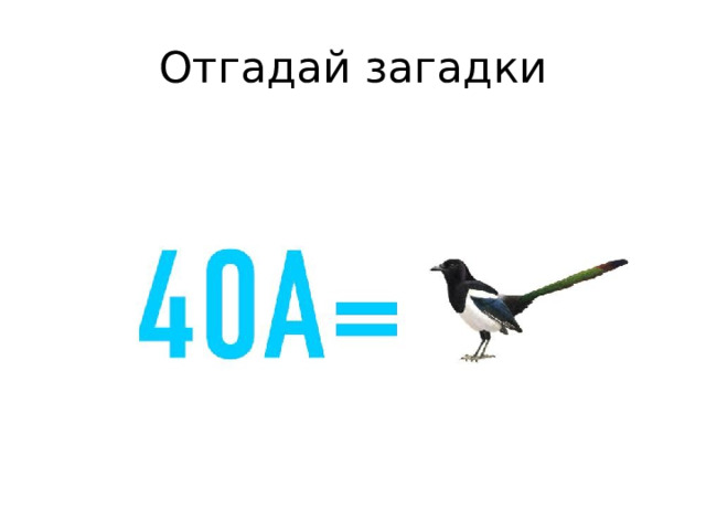 Отгадай загадки 