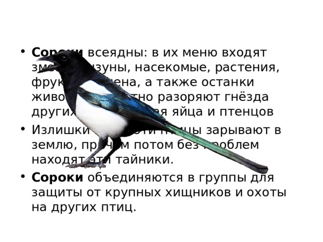 Сороки  всеядны: в их меню входят змеи, грызуны, насекомые, растения, фрукты, семена, а также останки животных. Охотно разоряют гнёзда других птиц, поедая яйца и птенцов Излишки пищи эти птицы зарывают в землю, причем потом без проблем находят эти тайники. Сороки объединяются в группы для защиты от крупных хищников и охоты на других птиц.   