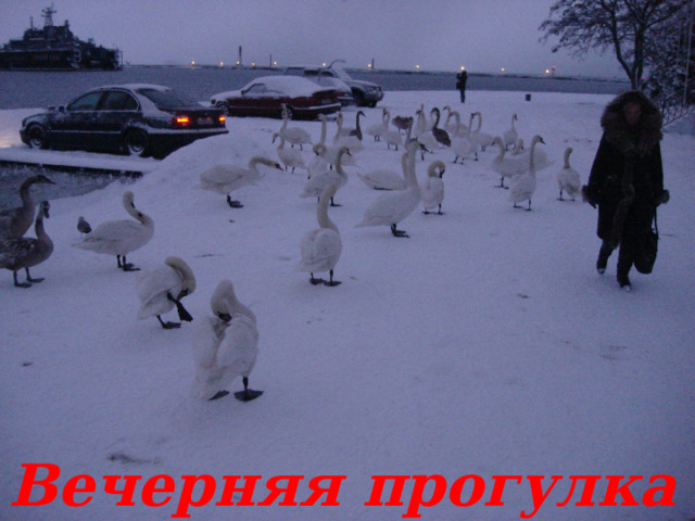 Вечерняя прогулка 