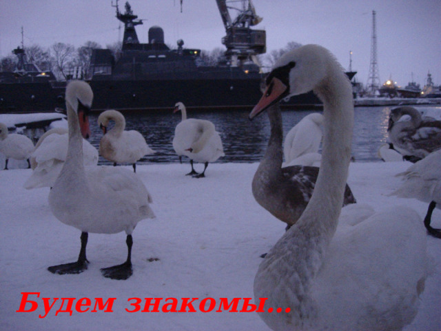 Будем знакомы… 