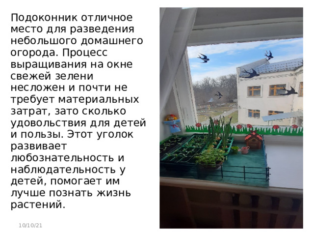 Подоконник отличное место для разведения небольшого домашнего огорода. Процесс выращивания на окне свежей зелени несложен и почти не требует материальных затрат, зато сколько удовольствия для детей и пользы. Этот уголок развивает любознательность и наблюдательность у детей, помогает им лучше познать жизнь растений. 10/10/21 
