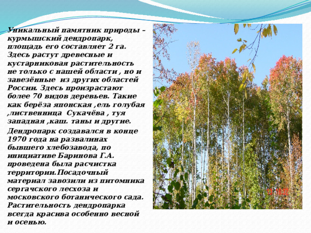   Уникальный памятник природы –курмышский дендропарк, площадь его составляет 2 га. Здесь растут древесные и кустарниковая растительность не только с нашей области , но и завезённые из других областей России. Здесь произрастают более 70 видов деревьев. Такие как берёза японская ,ель голубая ,лиственница Сукачёва , туя западная ,каш. таны и другие. Дендропарк создавался в конце 1970 года на развалинах бывшего хлебозавода, по инициативе Баринова Г.А. проведена была расчистка территории.Посадочный материал завозили из питомника сергачского лесхоза и московского ботанического сада. Растительность дендропарка всегда красива особенно весной и осенью.  