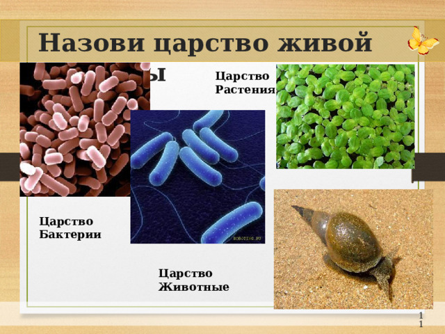 Назови царство живой природы Царство Растения Царство Бактерии Царство Животные 10 