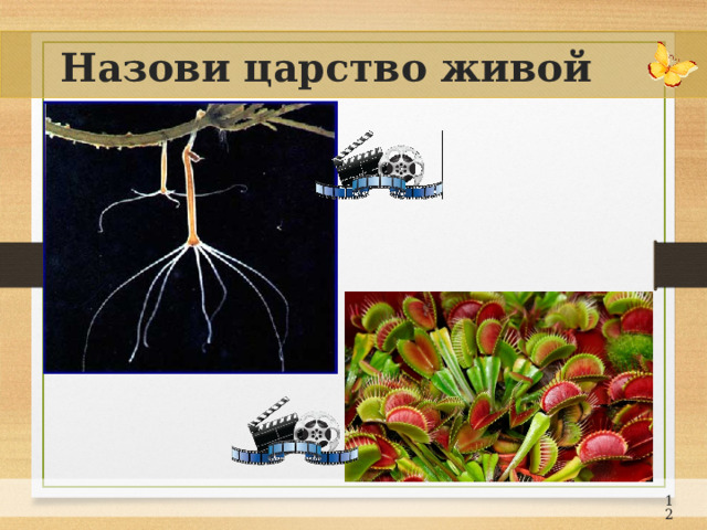 Назови царство живой природы 11 