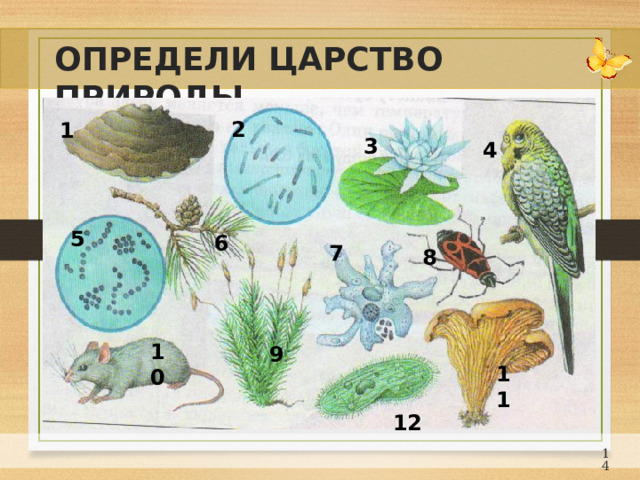 ОПРЕДЕЛИ ЦАРСТВО ПРИРОДЫ 2 1 3 4 5 6 7 8 10 9 11 12 13 