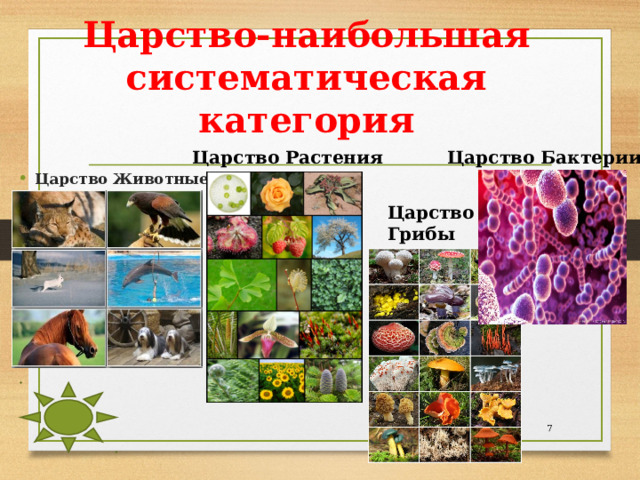 Царство-наибольшая систематическая категория Царство Растения  Царство Бактерии Царство Животные  Царство Грибы  
