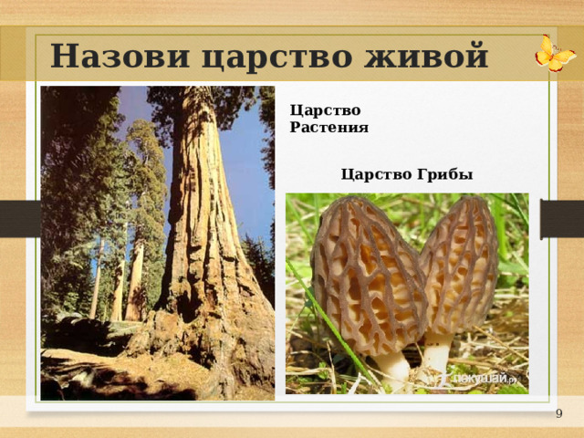 Назови царство живой природы Царство Растения Царство Грибы  