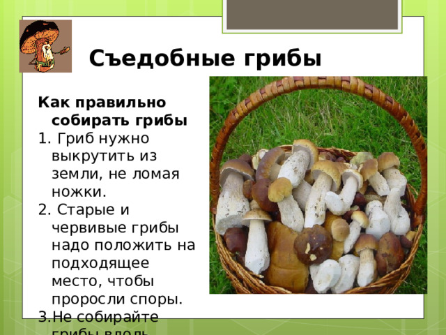 Съедобные грибы Как правильно собирать грибы  Гриб нужно выкрутить из земли, не ломая ножки.  Старые и червивые грибы надо положить на подходящее место, чтобы проросли споры. Не собирайте грибы вдоль дорог . 