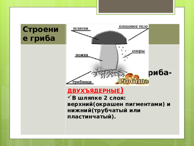 Строение гриба Основная часть гриба- грибница( КЛЕТКИ ДВУХЪЯДЕРНЫЕ ) В шляпке 2 слоя: верхний(окрашен пигментами) и нижний(трубчатый или пластинчатый). 