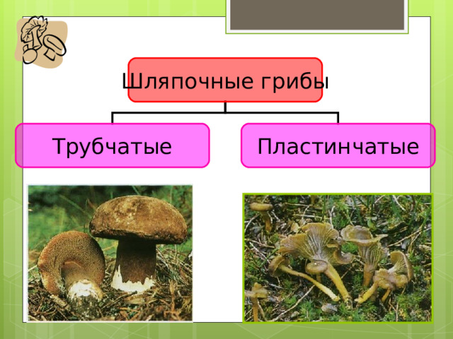 Шляпочные грибы Трубчатые Пластинчатые Знакомство с грибами мы начинаем с трубчатых шляпочных грибов Ведь именно они наиболее ценятся в нашей стране. Когда грибники хвастаются, они называют число найденных ими трубчатых грибов - белых, подберёзовиков, подосиновиков...   Знакомство с грибами мы начинаем с трубчатых шляпочных грибов Ведь именно они наиболее ценятся в нашей стране. Когда грибники хвастаются, они называют число найденных ими трубчатых грибов - белых, подберёзовиков, подосиновиков...   5 