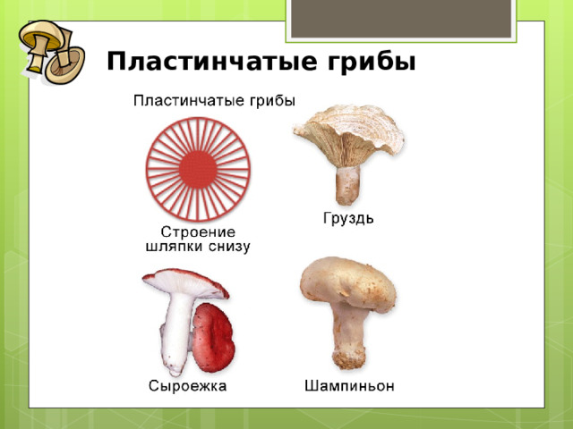 Пластинчатые грибы 