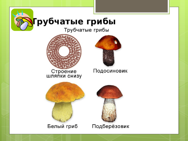 Трубчатые грибы 