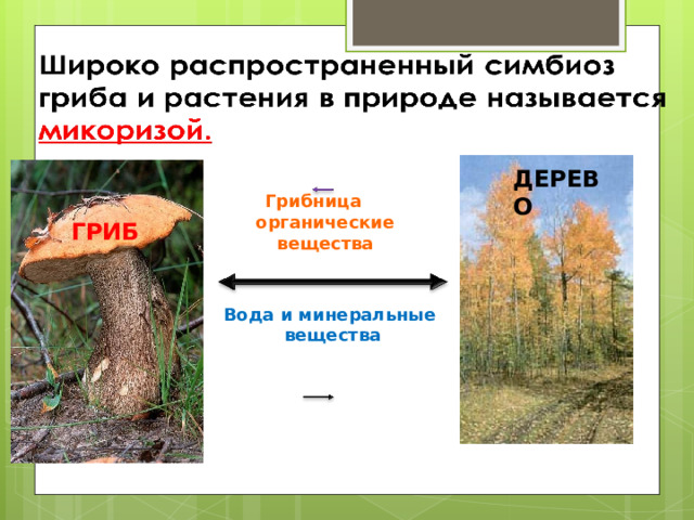 ДЕРЕВО Грибница органические вещества ГРИБ  Вода и минеральные вещества 