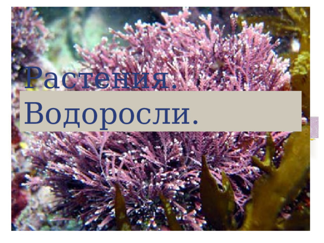 Растения. Водоросли. 
