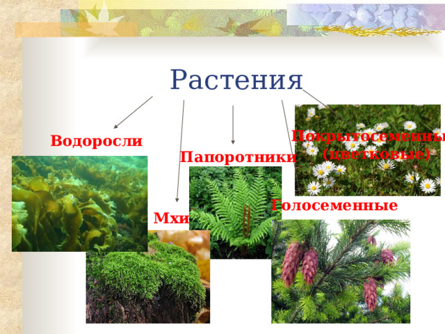 Растения Покрытосеменные (цветковые) Водоросли Папоротники  Голосеменные Мхи  