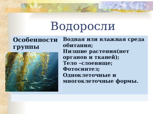Водоросли Особенности группы Водная или влажная среда обитания; Низшие растения(нет органов и тканей); Тело –слоевище; Фотосинтез; Одноклеточные и многоклеточные формы.  