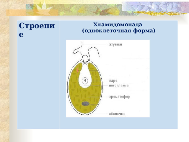 Строение Хламидомонада (одноклеточная форма) 