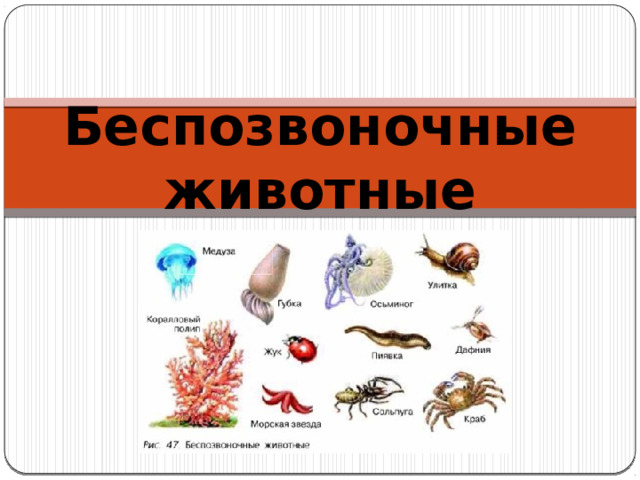 Беспозвоночные животные 