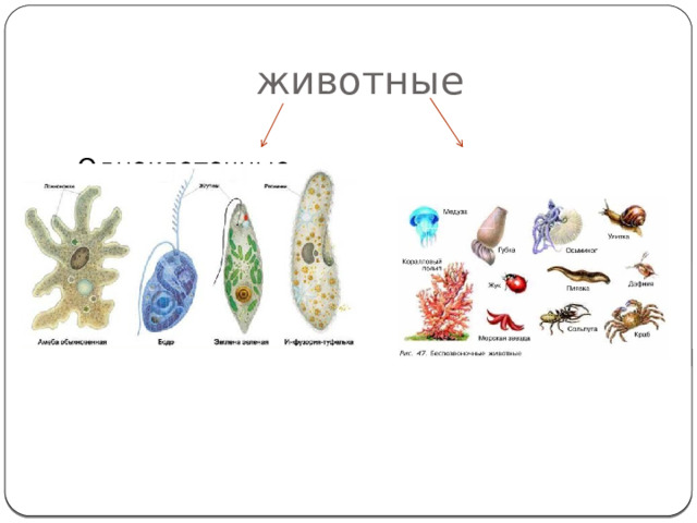 животные Одноклеточные Многоклеточные 