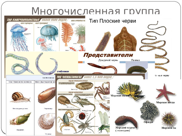 Многочисленная группа 