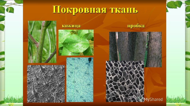 Покровная ткань 