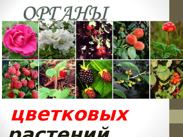  цветковых  растений 