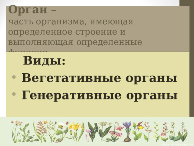 Орган –  часть организма, имеющая определенное строение и выполняющая определенные функции.  Виды:  Вегетативные органы  Генеративные органы  