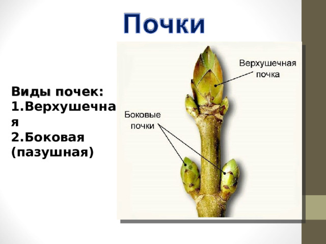Виды почек: Верхушечная Боковая (пазушная) 