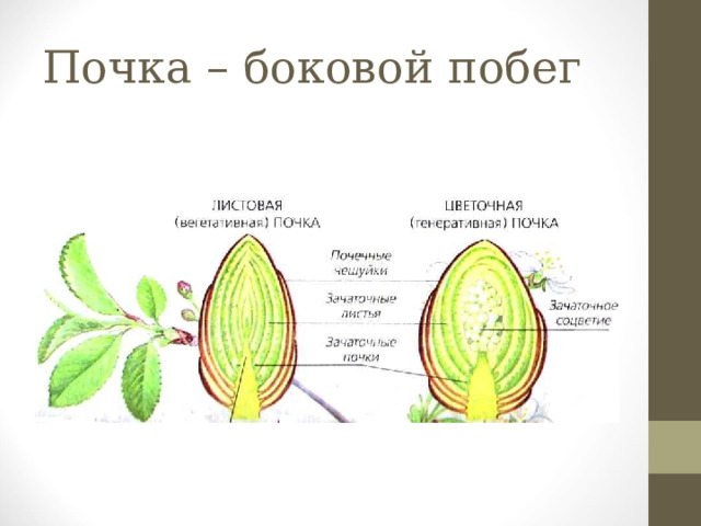Почка – боковой побег 