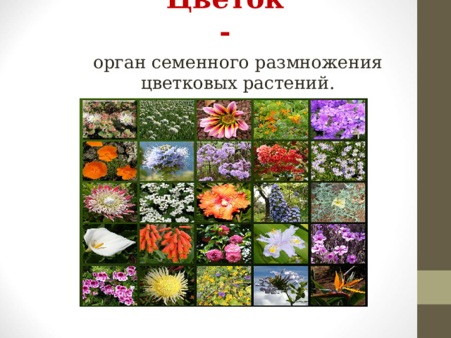 Цветок - орган семенного размножения цветковых растений. 
