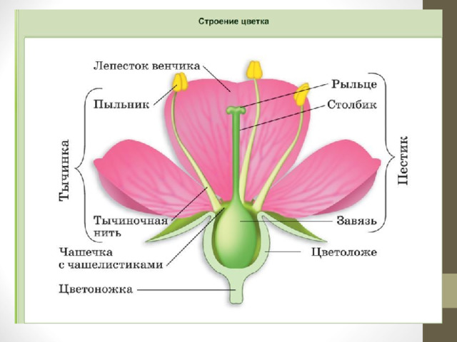 Строение цветка 