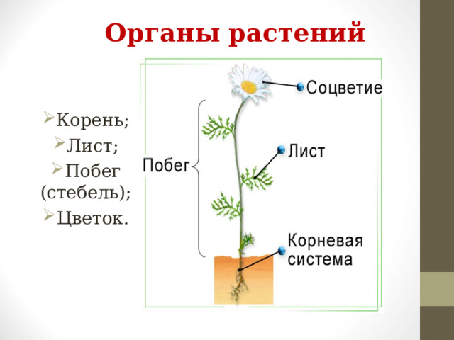 Органы растений Корень; Лист; Побег (стебель); Цветок.  