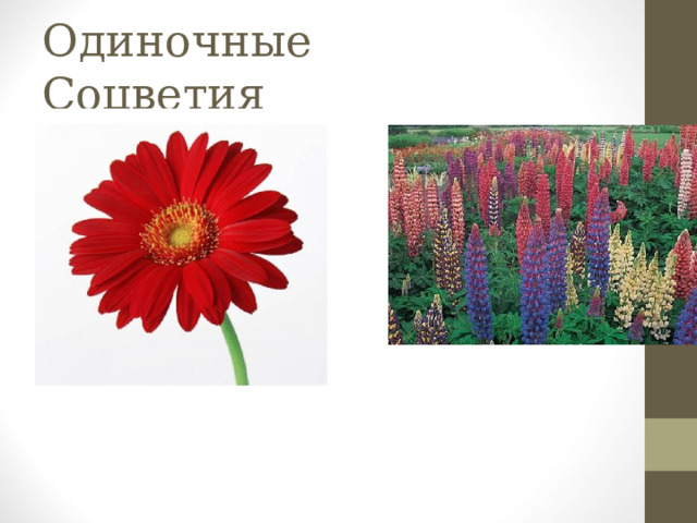 Одиночные Соцветия 