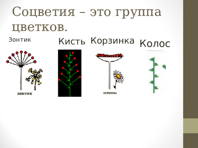 Соцветия – это группа цветков. Корзинка Кисть  Зонтик Колос  