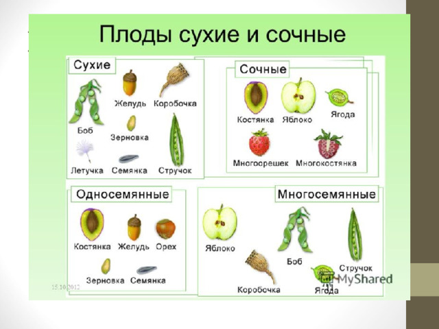 Плод 
