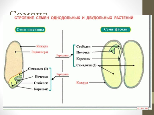 Семена 