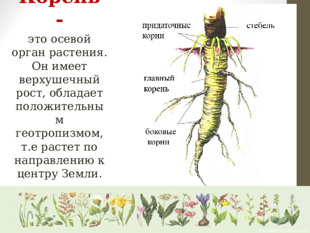 Корень - это осевой орган растения. Он имеет верхушечный рост, обладает положительным геотропизмом, т.е растет по направлению к центру Земли . 