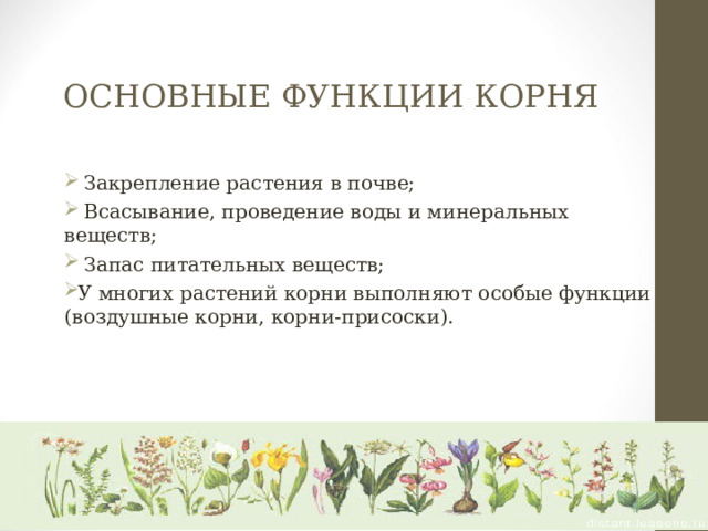ОСНОВНЫЕ ФУНКЦИИ КОРНЯ    Закрепление растения в почве;  Всасывание, проведение воды и минеральных веществ;  Запас питательных веществ; У многих растений корни выполняют особые функции (воздушные корни, корни-присоски). 